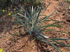 Gethyllis gregoriana