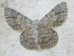 Pingasa pseudoterpnaria