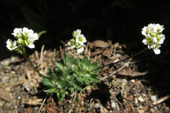 Draba lonchocarpa