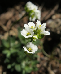 Draba lonchocarpa