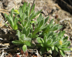 Draba incerta