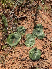 Eriospermum calcareum