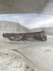 Acrobasis suavella