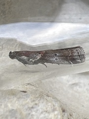 Acrobasis suavella
