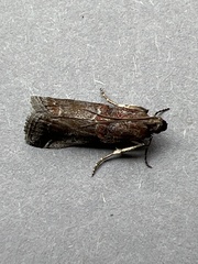 Acrobasis suavella