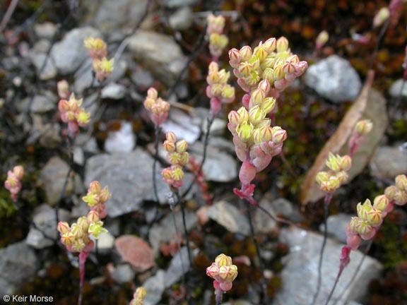 Sedella pentandra