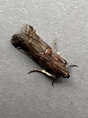 Acrobasis suavella