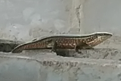 Trachylepis perrotetii