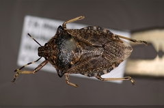 Picromerus conformis