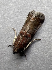 Acrobasis suavella