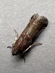 Acrobasis suavella