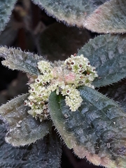 Bertolonia marmorata