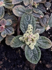 Bertolonia marmorata