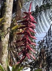 Tillandsia superba