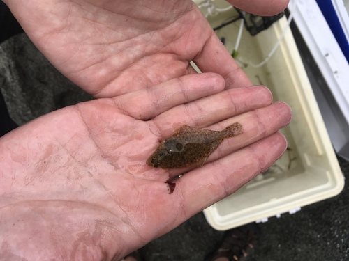 Parophrys vetulus