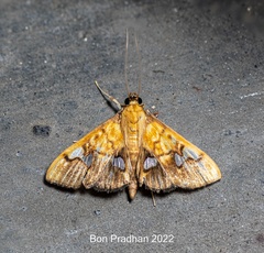 Nosophora semitritalis