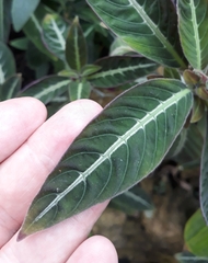 Anthurium crenatum