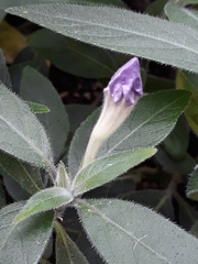 Ruellia bourgaei