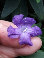Ruellia bourgaei