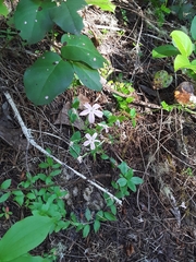 Phlox adsurgens