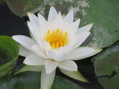 Nymphaea alba