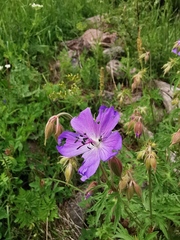 Geranium ruprechtii