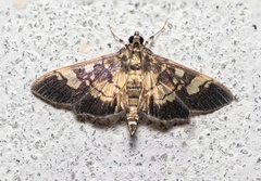 Hemopsis dissipatalis