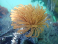 Eudistylia polymorpha