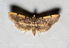 Tylostega