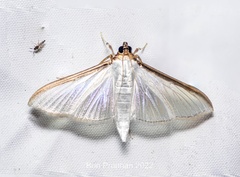Cydalima