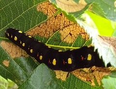 Oraesia emarginata