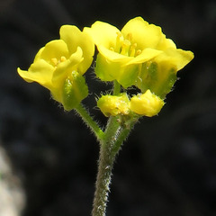 Draba incerta