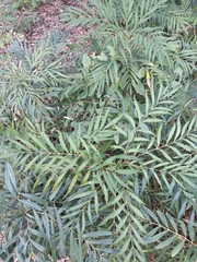 Berberis eurybracteata