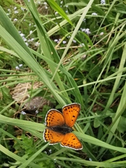 Lycaena candens