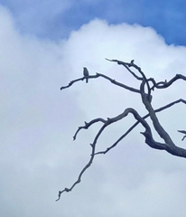 Colluricincla harmonica