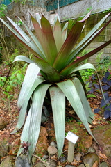 Alcantarea imperialis