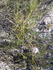 Serruria linearis