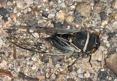 Diceroprocta apache