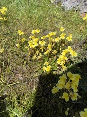 Pedicularis longiflora