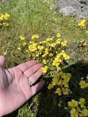 Pedicularis longiflora