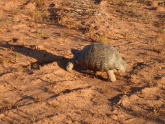 Stigmochelys pardalis