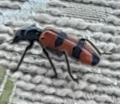 Trichodes apiarius