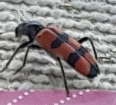Trichodes apiarius