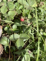 Fragaria orientalis