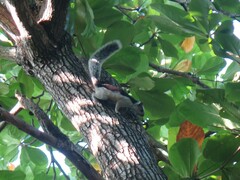 Sciurus variegatoides dorsalis