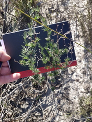 Asparagus exuvialis