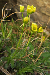 Draba incerta