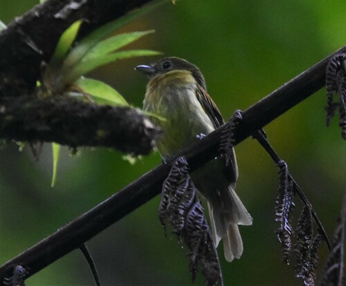 Fulvous-breasted Flatbill (Rhynchocyclus fulvipectus), photo 6