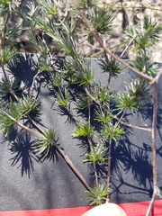 Asparagus exuvialis