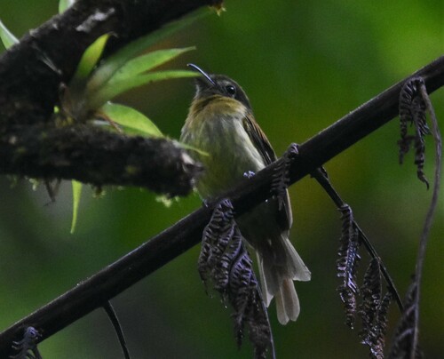 Fulvous-breasted Flatbill (Rhynchocyclus fulvipectus), photo 9